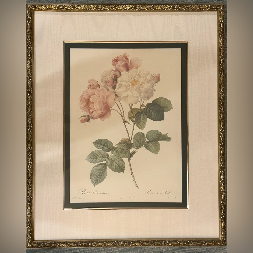 Vintage Pierre Joseph Redoute Rosa Damascena